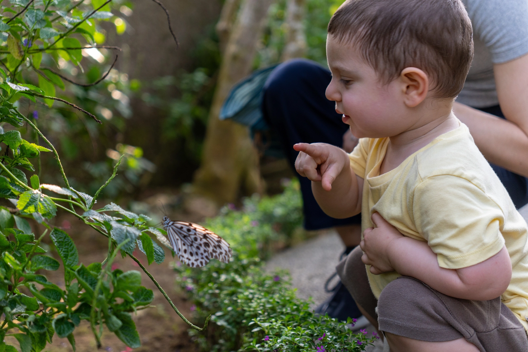 Un jeune enfant explore la forêt et observe un papillon.